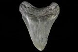 Fossil Megalodon Tooth - South Carolina #70782-2